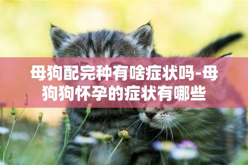 母狗配完種有啥癥狀嗎-母狗狗懷孕的癥狀有哪些