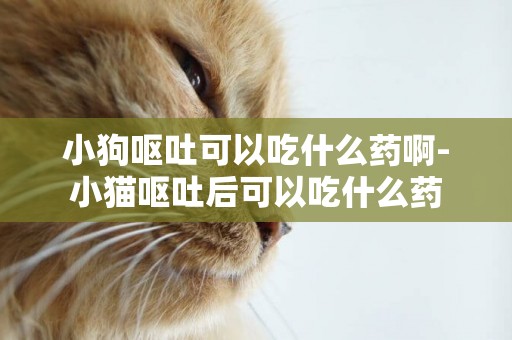 小狗嘔吐可以吃什么藥啊-小貓嘔吐后可以吃什么藥