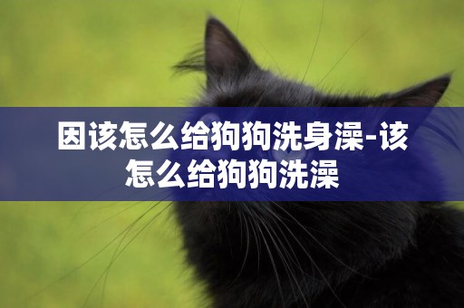 因該怎么給狗狗洗身澡-該怎么給狗狗洗澡