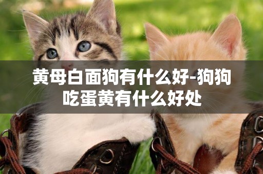 黃母白面狗有什么好-狗狗吃蛋黃有什么好處