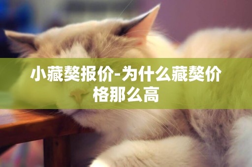 小藏獒報價-為什么藏獒價格那么高