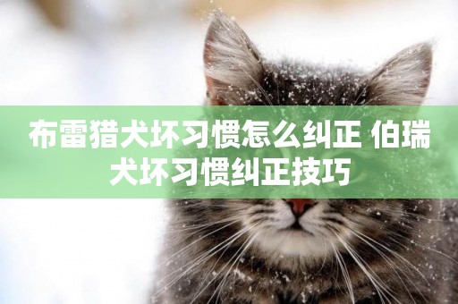 布雷獵犬壞習慣怎么糾正 伯瑞犬壞習慣糾正技巧
