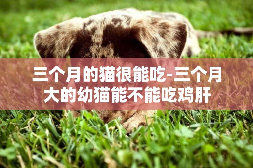 三個月的貓很能吃-三個月大的幼貓能不能吃雞肝
