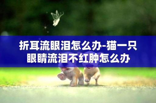 折耳流眼淚怎么辦-貓一只眼睛流淚不紅腫怎么辦
