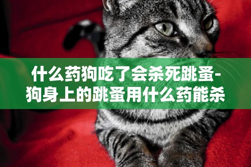 什么藥狗吃了會殺死跳蚤-狗身上的跳蚤用什么藥能殺死
