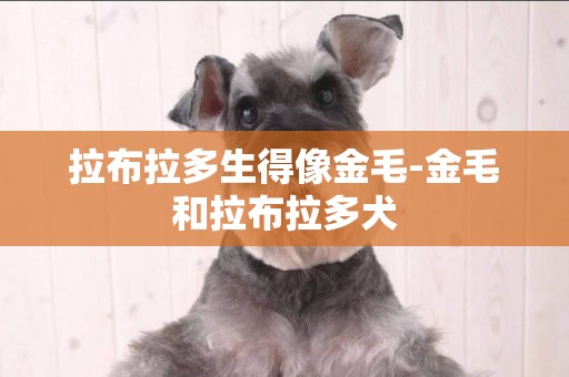 拉布拉多生得像金毛-金毛和拉布拉多犬