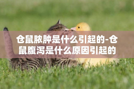 倉鼠膿腫是什么引起的-倉鼠腹瀉是什么原因引起的