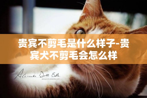 貴賓不剪毛是什么樣子-貴賓犬不剪毛會怎么樣