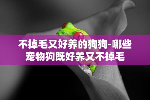 不掉毛又好養的狗狗-哪些寵物狗既好養又不掉毛