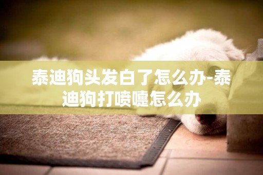 泰迪狗頭發白了怎么辦-泰迪狗打噴嚏怎么辦