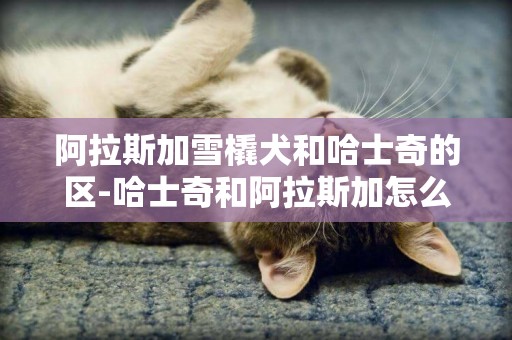 阿拉斯加雪橇犬和哈士奇的區-哈士奇和阿拉斯加怎么分辨、有什么區別