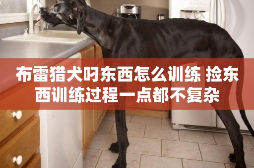 布雷獵犬叼東西怎么訓練 撿東西訓練過程一點都不復雜