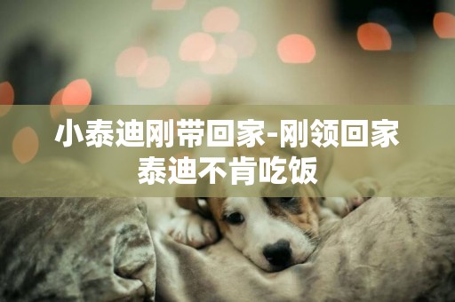 小泰迪剛帶回家-剛領回家泰迪不肯吃飯