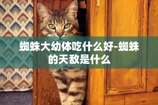 蜘蛛大幼體吃什么好-蜘蛛的天敵是什么