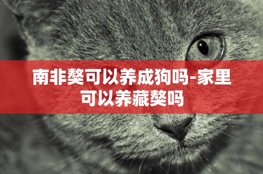 南非獒可以養成狗嗎-家里可以養藏獒嗎
