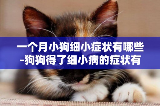 一個月小狗細小癥狀有哪些-狗狗得了細小病的癥狀有哪些