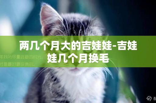 兩幾個月大的吉娃娃-吉娃娃幾個月換毛