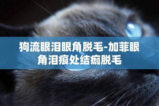 狗流眼淚眼角脫毛-加菲眼角淚痕處結痂脫毛