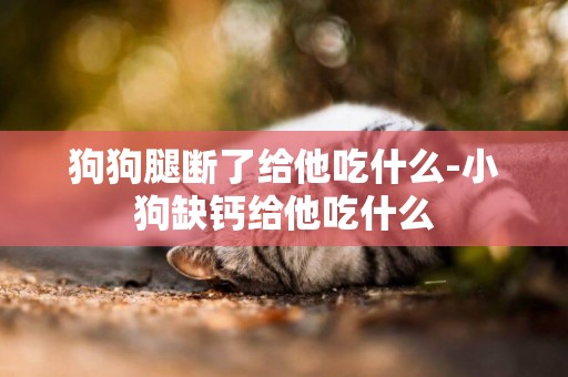 狗狗腿斷了給他吃什么-小狗缺鈣給他吃什么