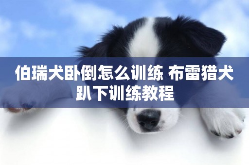 伯瑞犬臥倒怎么訓練 布雷獵犬趴下訓練教程
