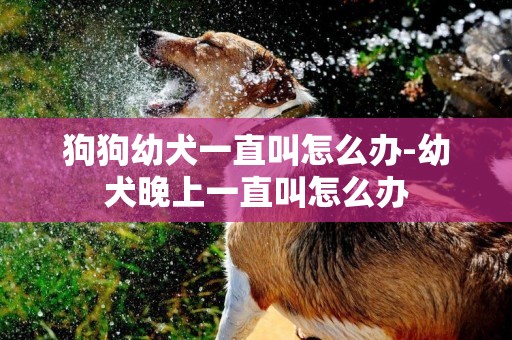 狗狗幼犬一直叫怎么辦-幼犬晚上一直叫怎么辦