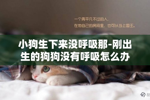 小狗生下來沒呼吸那-剛出生的狗狗沒有呼吸怎么辦