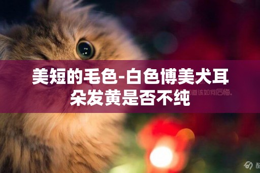 美短的毛色-白色博美犬耳朵發黃是否不純