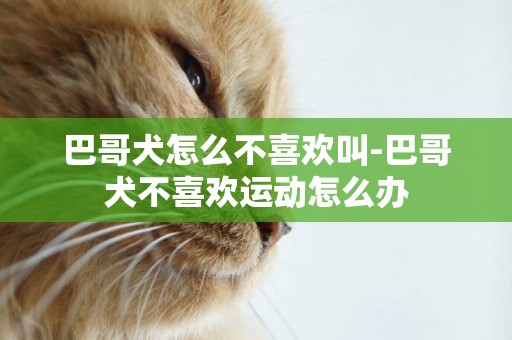 巴哥犬怎么不喜歡叫-巴哥犬不喜歡運動怎么辦