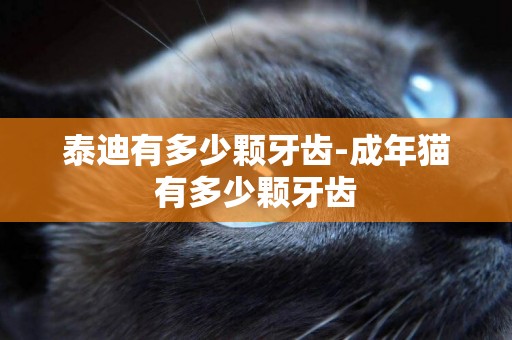 泰迪有多少顆牙齒-成年貓有多少顆牙齒