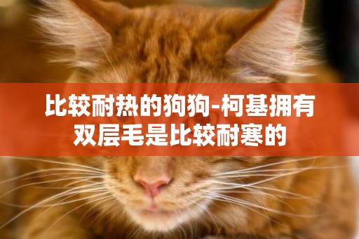 比較耐熱的狗狗-柯基擁有雙層毛是比較耐寒的