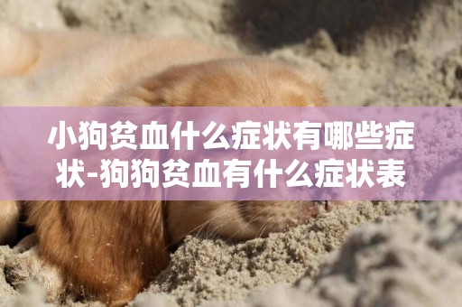 小狗貧血什么癥狀有哪些癥狀-狗狗貧血有什么癥狀表現