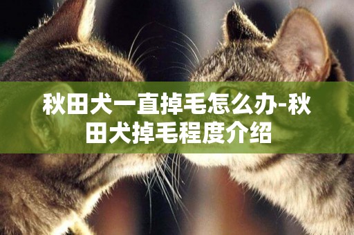 秋田犬一直掉毛怎么辦-秋田犬掉毛程度介紹
