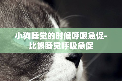 小狗睡覺的時候呼吸急促-比熊睡覺呼吸急促