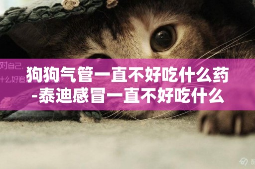 狗狗氣管一直不好吃什么藥-泰迪感冒一直不好吃什么藥