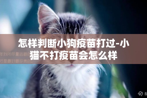 怎樣判斷小狗疫苗打過-小貓不打疫苗會怎么樣