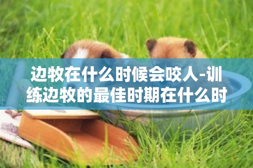 邊牧在什么時候會咬人-訓練邊牧的最佳時期在什么時候
