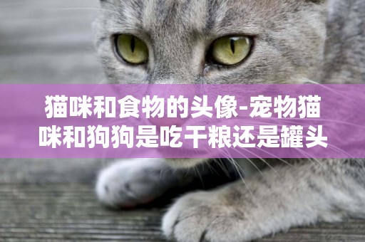 貓咪和食物的頭像-寵物貓咪和狗狗是吃干糧還是罐頭食品好