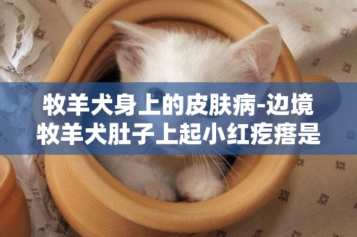 牧羊犬身上的皮膚病-邊境牧羊犬肚子上起小紅疙瘩是皮膚病嗎