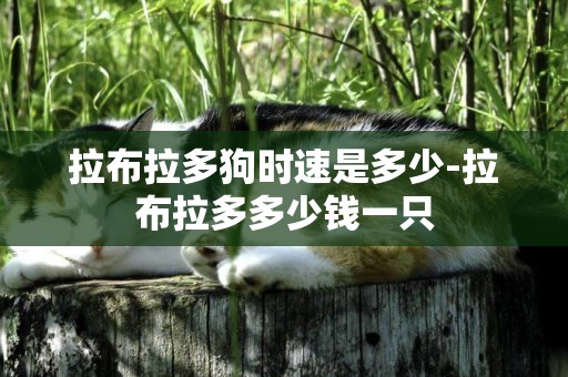 拉布拉多狗時速是多少-拉布拉多多少錢一只