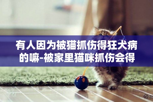 有人因為被貓抓傷得狂犬病的嘛-被家里貓咪抓傷會得狂犬病嗎