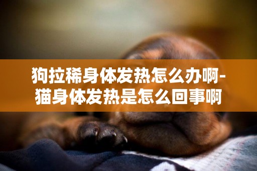 狗拉稀身體發熱怎么辦啊-貓身體發熱是怎么回事啊