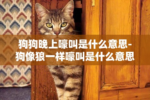 狗狗晚上嚎叫是什么意思-狗像狼一樣嚎叫是什么意思