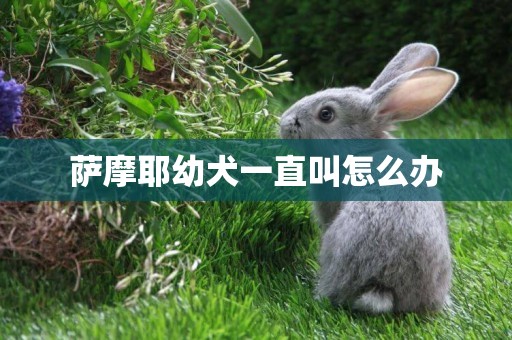 薩摩耶幼犬一直叫怎么辦