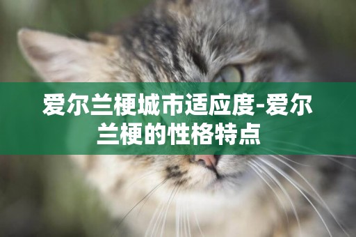 愛爾蘭梗城市適應度-愛爾蘭梗的性格特點
