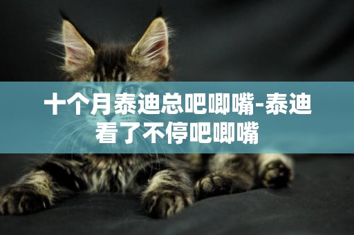 十個月泰迪總吧唧嘴-泰迪看了不停吧唧嘴