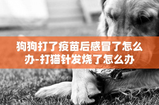 狗狗打了疫苗后感冒了怎么辦-打貓針發燒了怎么辦