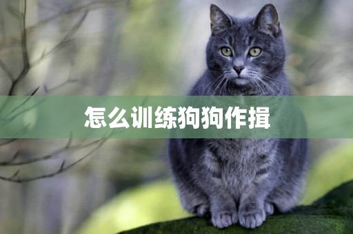 怎么訓練狗狗作揖