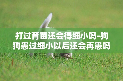 打過育苗還會得細小嗎-狗狗患過細小以后還會再患嗎