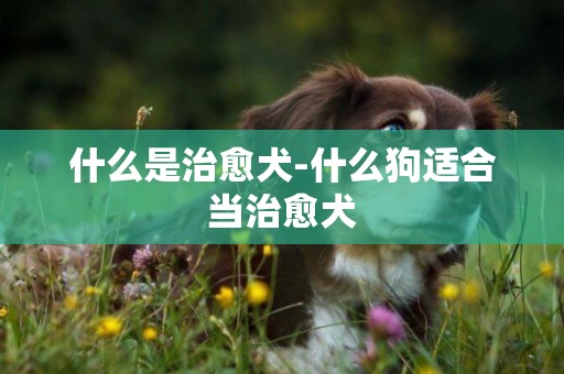 什么是治愈犬-什么狗適合當治愈犬
