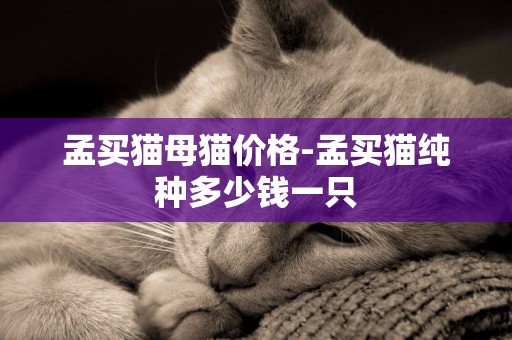 孟買貓母貓價格-孟買貓純種多少錢一只